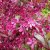 Malus Rubin, Purpurapel
