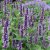 Agastache hybr. Black Adder, Anisisop