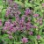 Eutrochium (Eupatorium) maculatum Purple Bush