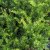 Taxus media Green Mountain, Hybrididegran, 40-50 C3,5