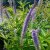Veronicastrum virginicum Apollo, Kransveronika, P9cm