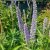 Veronicastrum virginicum Apollo, Kransveronika, P9cm