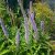 Veronicastrum virginicum Apollo, Kransveronika, P9cm