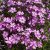 Phlox subulata Purple Beauty, Mossflox