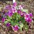 Primula pruhoniciana Wanda, Violviva