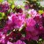 Rhododendron japonica Königstein