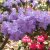 Rhododendron x lapponicum Blue Tit