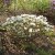Rhododendron minus Dora Amateis, Dvärgrododendron