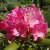 Rhododendron yak. Kalinka, Rododendron