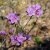 Rhododendron x praecox, Våralpros, 20-25 C2