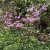 Rhododendron x praecox, Våralpros, 20-25 C2