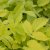 Aralia cordata Sun King ®, Sallatsaralia