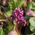 Bergenia hybr. Rotblum, Trädgårdsbergenia, P9cm