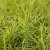 Carex muskingumensis Silberstreif, Palmstarr, SQ1
