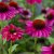 Echinacea hybr. Evolution Colorific ® (Balevoeen), Solhatt, SQ1