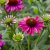 Echinacea hybr. Evolution Colorific ® (Balevoeen), Solhatt, SQ1