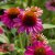 Echinacea hybr. Evolution Colorific ® (Balevoeen), Solhatt, SQ1