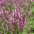 Salvia x sylvestris Rose Queen