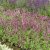 Salvia x sylvestris Rose Queen