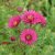 Symphyotrichum (Aster) novae-angliae Alma Pötschke