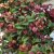 Leucothoe axillaris Curly Red ®