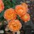 floribunda Fellowship (Harwelcome), Floribundaros, C4