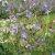 integrifolia Hedda ® E, Klematis, C2