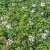 Spiraea decumbens, Krypspirea