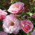 floribunda Sofiero ™ (Poulsak), Floribundaros, C4