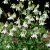 Aquilegia vulgaris Nivea