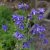 Aquilegia vulgaris