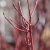 Cornus sericea Firedance ® (Bailadeline), Videkornell, busk C3,5