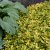 Euonymus fortunei Emerald´n Gold, Guldbenved