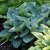 Hosta hybr. Big Daddy, Funkia