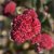 Hylotelephium hybr. Red Cauli, Kärleksört