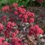 Hylotelephium hybr. Red Cauli, Kärleksört