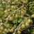 Ribes grossularia Jacob, Gula Krusbär, busk C3,5