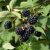 Rubus fruticosus Loch Tay E ®, Björnbär