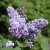 Syringa vulgaris Katherine Havemeyer, Ädelsyrén