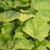 Heuchera villosa, Lönnalunrot, C11cm
