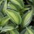 Hosta hybr. Shadowland ® Hudson Bay, Funkia, SQ1