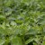 Lysimachia Candela, Vitlysing