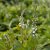 Lysimachia Candela, Vitlysing