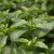 Mentha spicata Zitronenminze