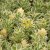 Phedimus takesimensis Atlantis ® (Nonsitnal), Ullungfetblad, C11cm