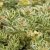 Phedimus takesimensis Atlantis ® (Nonsitnal), Ullungfetblad, C11cm