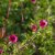 Potentilla nepalensis Ron McBeath