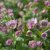 Astrantia major Pink Pride
