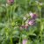 Astrantia major Pink Pride
