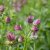 Astrantia major Pink Pride